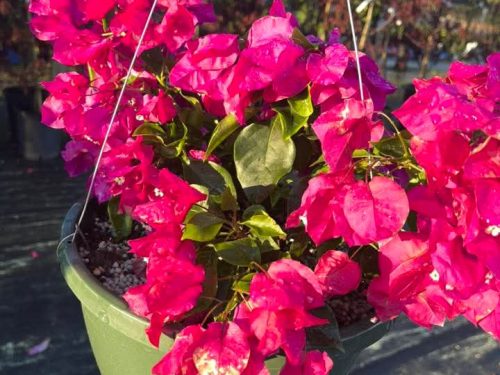 FB_IMG_1743653318436